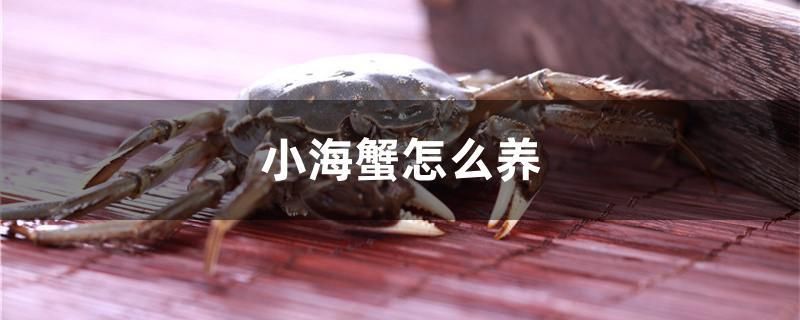 小海蟹怎么養(yǎng) 和尚魚