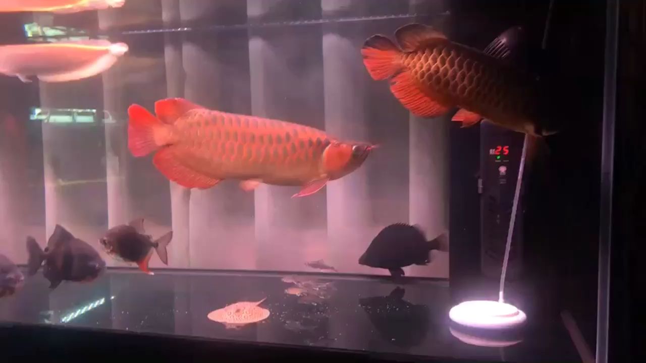 紅龍魚(yú)趴缸怎么辦視頻（紅龍魚(yú)趴缸怎么辦視頻講解）