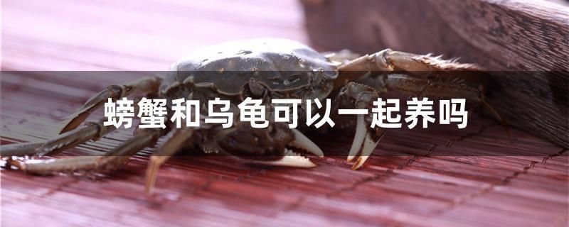 螃蟹和烏龜可以一起養(yǎng)嗎 觀賞魚百科