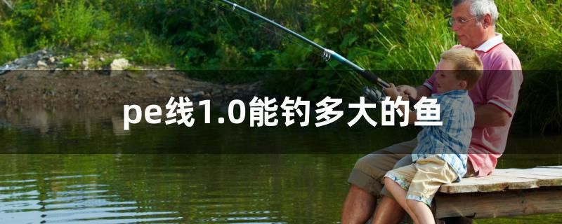 pe線1.0能釣多大的魚