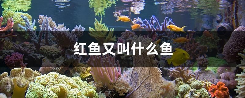 紅魚又叫什么魚 紅魔王銀版魚