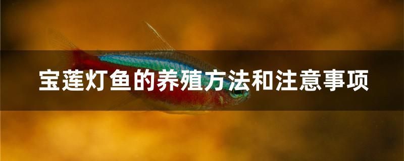 寶蓮燈魚的養(yǎng)殖方法和注意事項