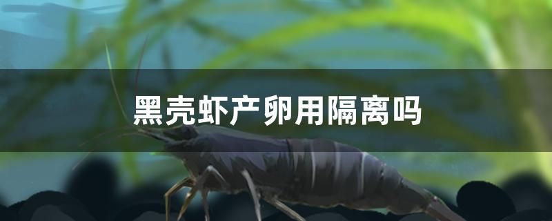 黑殼蝦產卵用隔離嗎 黃金斑馬魚