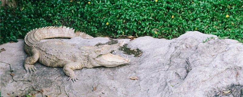 鱷魚會(huì)吃牙簽鳥嗎為什么不吃牙簽鳥