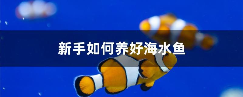 新手如何養(yǎng)好海水魚 細(xì)線銀版魚