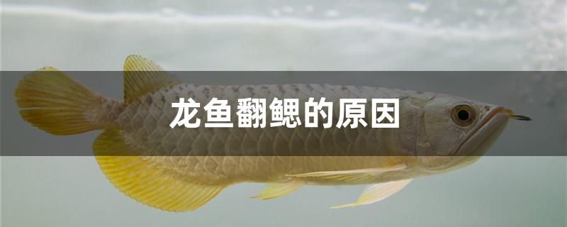 龍魚翻鰓的原因有哪些