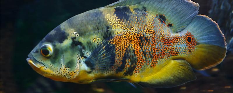 地圖魚吃什么飼料比較好一天喂幾次好 巨骨舌魚