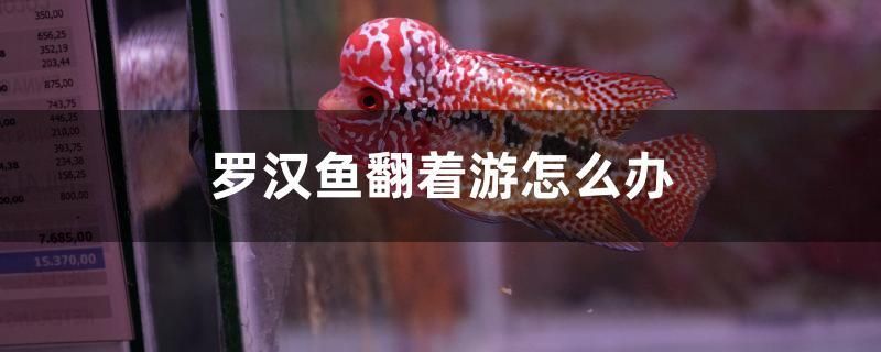 羅漢魚翻著游怎么辦 沖氧泵