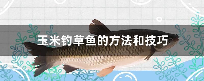 玉米釣草魚的方法和技巧