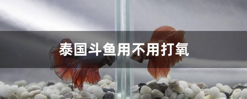 泰國斗魚用不用打氧 白子銀版魚苗