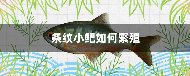 條紋小鲃如何繁殖 速倍妥魚糧魚藥