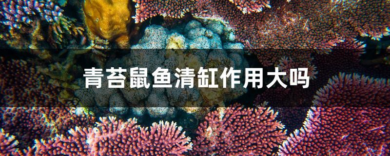 青苔鼠魚清缸作用大嗎