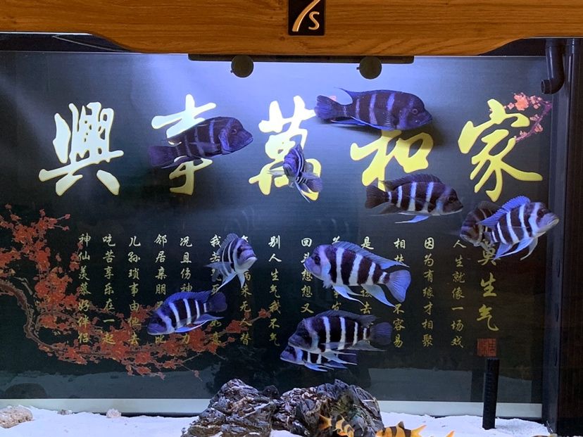 魚有點(diǎn)胖了 觀賞魚論壇