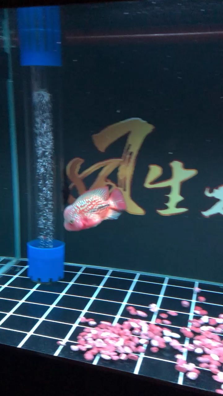 什么羅漢魚？ 觀賞魚論壇