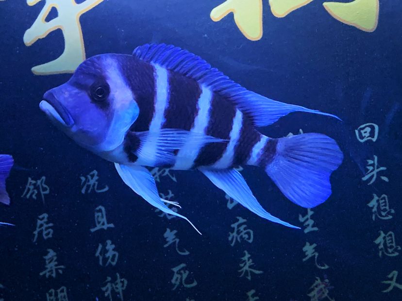 有山西的魚友嗎 觀賞魚論壇