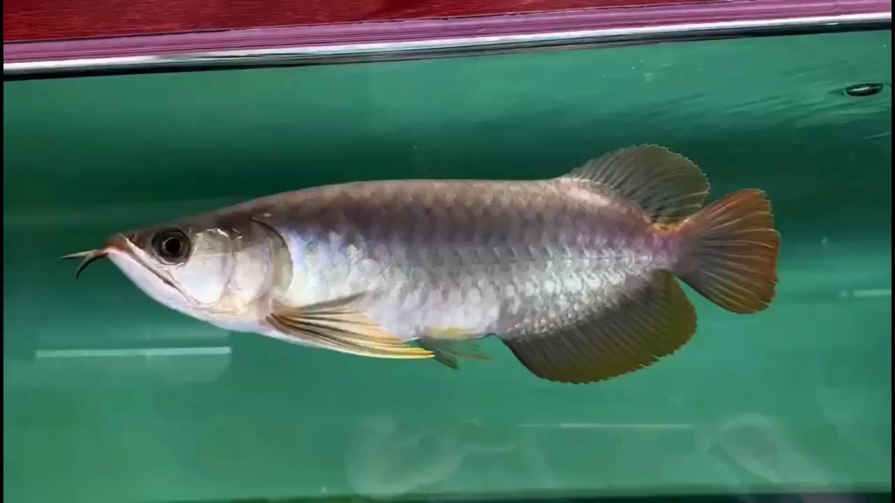 在售32號(hào)烈焰 觀(guān)賞魚(yú)論壇