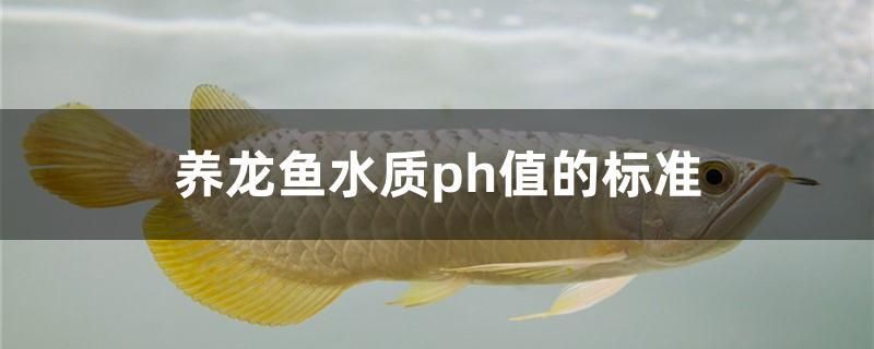 養(yǎng)龍魚水質(zhì)ph值的標(biāo)準(zhǔn) 夢幻雷龍魚