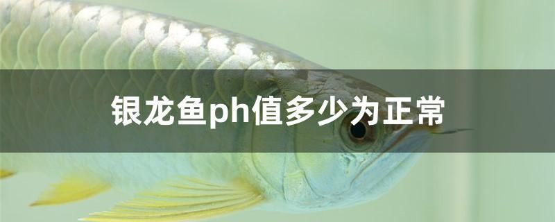 銀龍魚ph值多少為正常 觀賞魚企業(yè)目錄