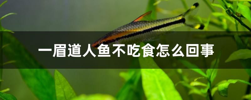 一眉道人魚不吃食怎么回事