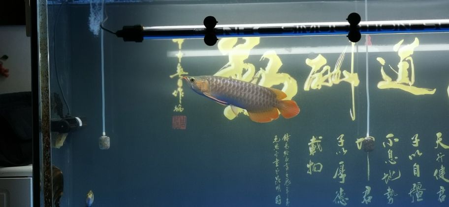 泉州魚缸轉(zhuǎn)讓最新信息電話地址在哪里（ 泉州二手魚缸交易） 星點金龍魚