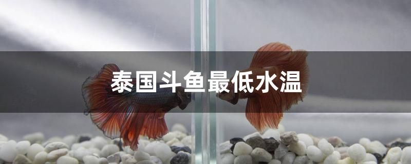 泰國(guó)斗魚(yú)最低水溫 巴西亞魚(yú)