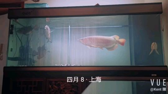 紅龍咚咚 日常喂食 4月8日 觀賞魚論壇