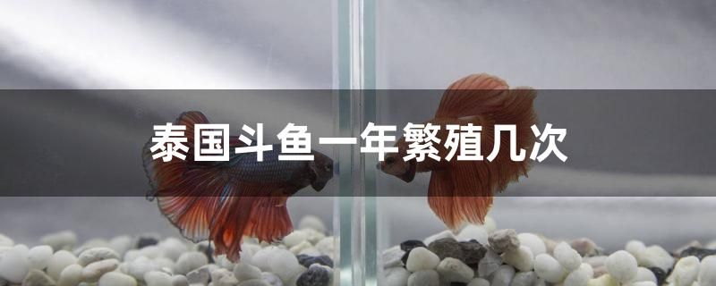 泰國斗魚一年繁殖幾次 錦鯉飼料