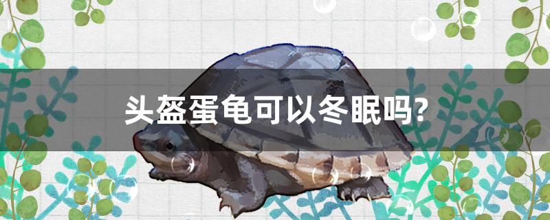 頭盔蛋龜可以冬眠嗎？ 大白鯊魚(yú)苗