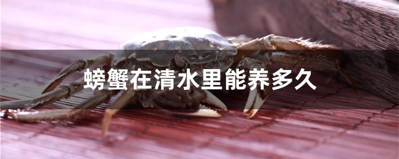 螃蟹在清水里能養(yǎng)多久 哥倫比亞巨暴魚苗