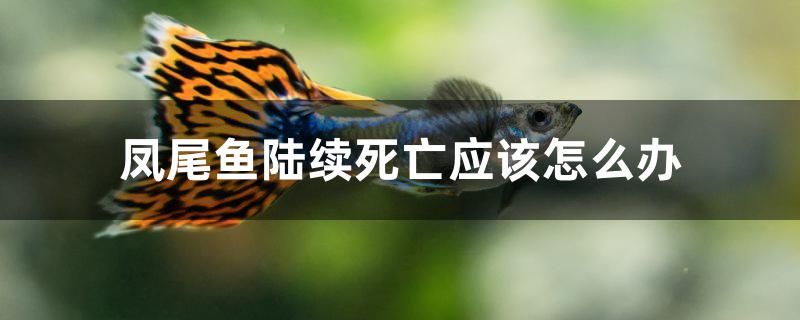 鳳尾魚陸續(xù)死亡應(yīng)該怎么辦