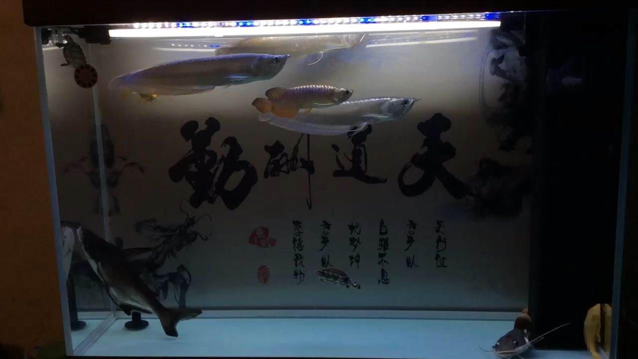 來看看小龍 觀賞魚論壇 第1張