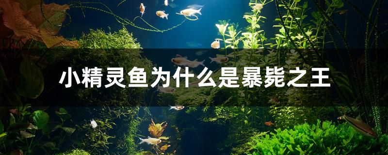 小精靈魚(yú)為什么是暴斃之王