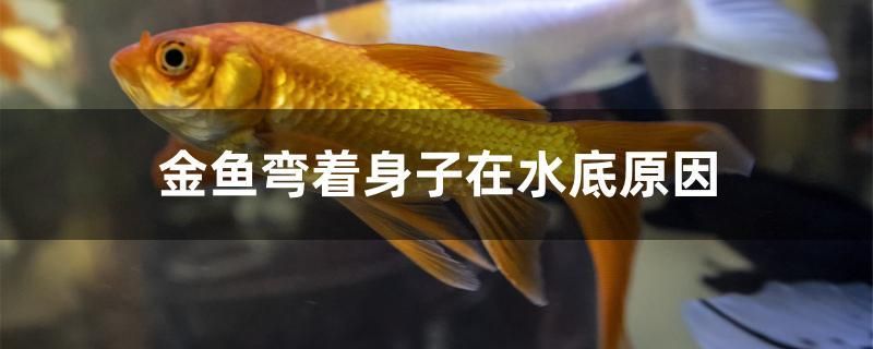 金魚(yú)彎著身子在水底原因