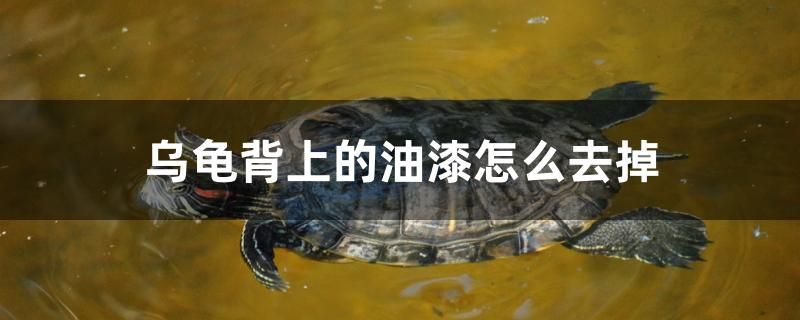 烏龜背上的油漆怎么去掉 祥龍魚場