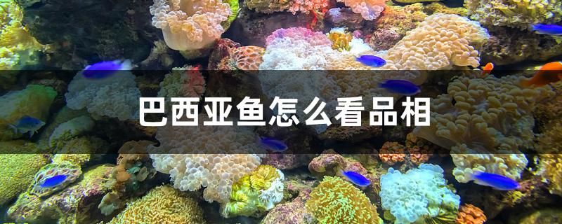 巴西亞魚怎么看品相 白子銀版魚