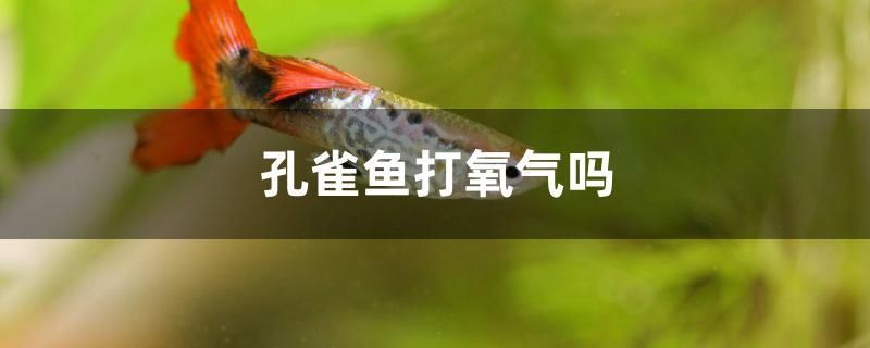 孔雀魚打氧氣嗎 黃金鴨嘴魚