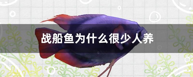 戰(zhàn)船魚為什么很少人養(yǎng) 黑白雙星