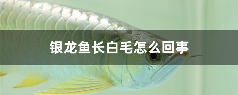 銀龍魚(yú)長(zhǎng)白毛怎么回事 水族周邊