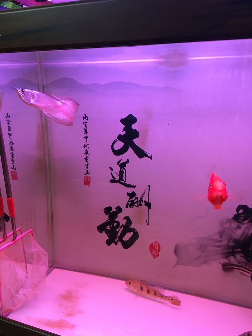 能和龍魚虎魚混養(yǎng)的魚品種有哪些 龍魚和虎魚打架加配魚