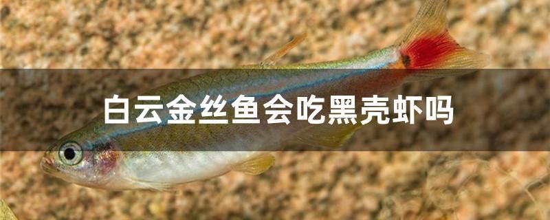 白云金絲魚會吃黑殼蝦嗎 廣州水族批發(fā)市場