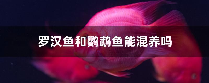 羅漢魚和鸚鵡魚能混養(yǎng)嗎 龍魚專用燈