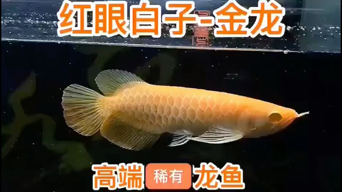 很久沒(méi)打卡了 觀賞魚論壇