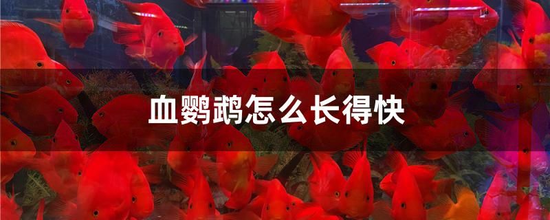 血鸚鵡怎么長(zhǎng)得快 魚缸水泵