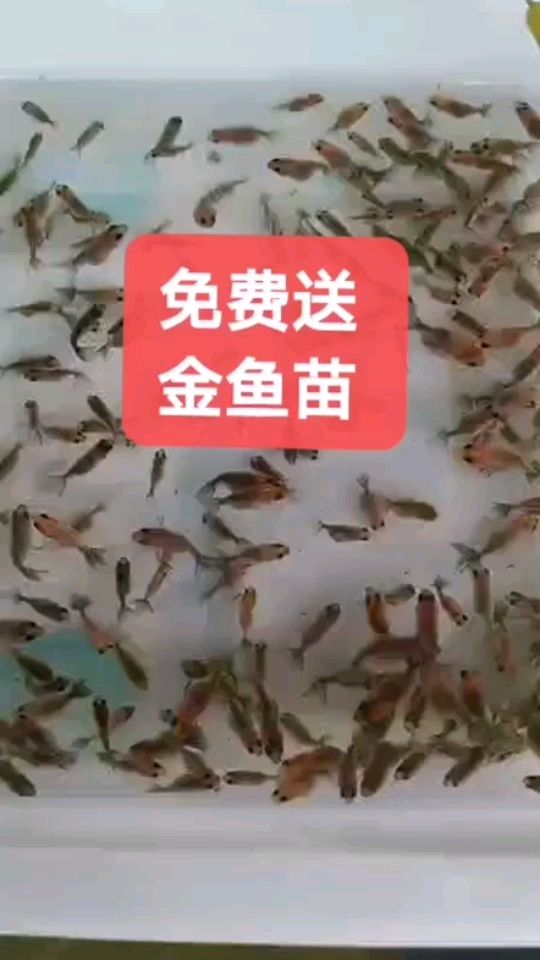 免費(fèi)送 金魚苗 觀賞魚論壇