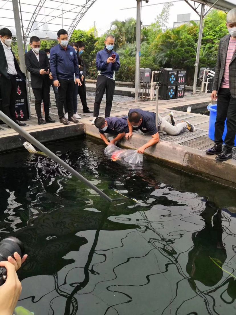 順德長龍錦鯉養(yǎng)殖場 觀賞魚論壇 第6張