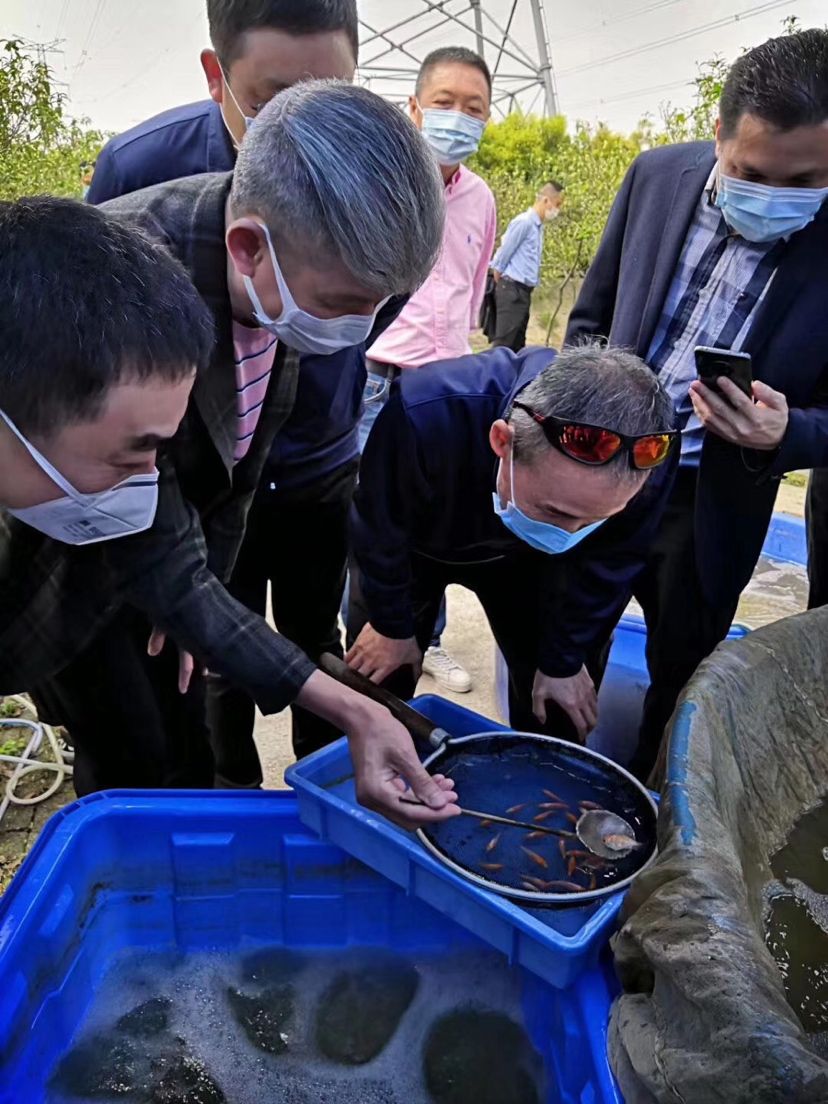 順德長龍錦鯉養(yǎng)殖場 觀賞魚論壇 第8張