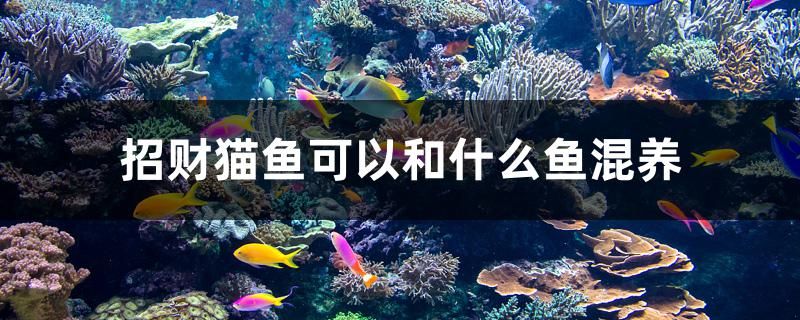 招財貓魚可以和什么魚混養(yǎng) 過濾設(shè)備