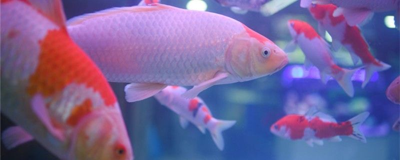 銀龍魚(yú)最佳飼料 銀龍魚(yú)喂食的正確方法