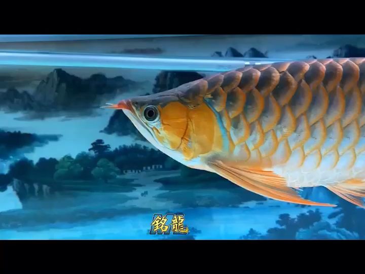 魚友闊哥反饋，大頂級泗水 觀賞魚論壇