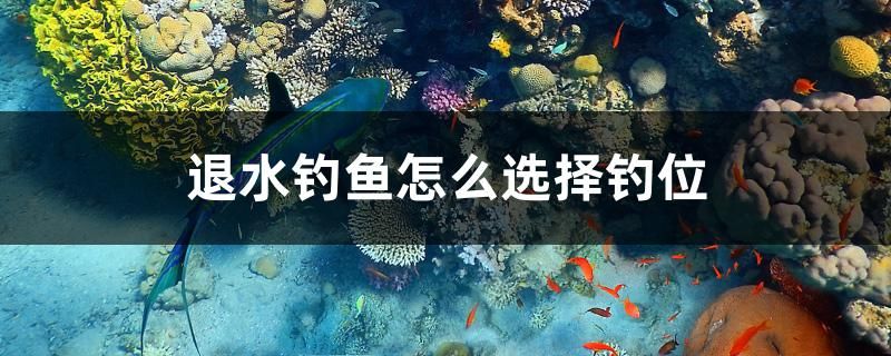 退水釣魚怎么選擇釣位 白子球鯊魚